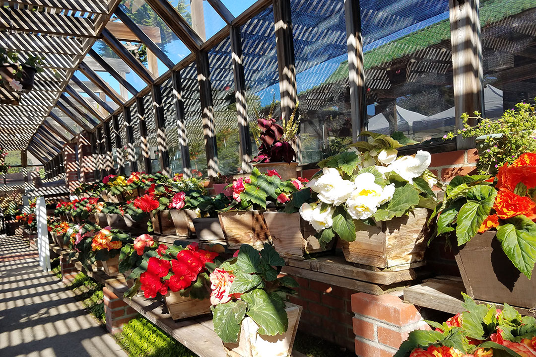 Through generous donations of time, materials and 130 new begonia tubors, the Begonia House came alive with blooms again in 2017.  While the tubors slept this winter, the Chapman House Foundation has worked with volunteers and donors to repair and update the Begonia House for 2018.  Thanks to our many volunteers and donors, the Begonia House will be even better this year with even more blooms. 