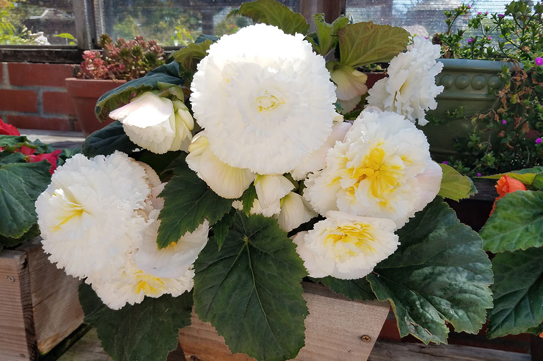 Through generous donations of time, materials and 130 new begonia tubors, the Begonia House came alive with blooms again in 2017.  While the tubors slept this winter, the Chapman House Foundation has worked with volunteers and donors to repair and update the Begonia House for 2018.  Thanks to our many volunteers and donors, the Begonia House will be even better this year with even more blooms. 