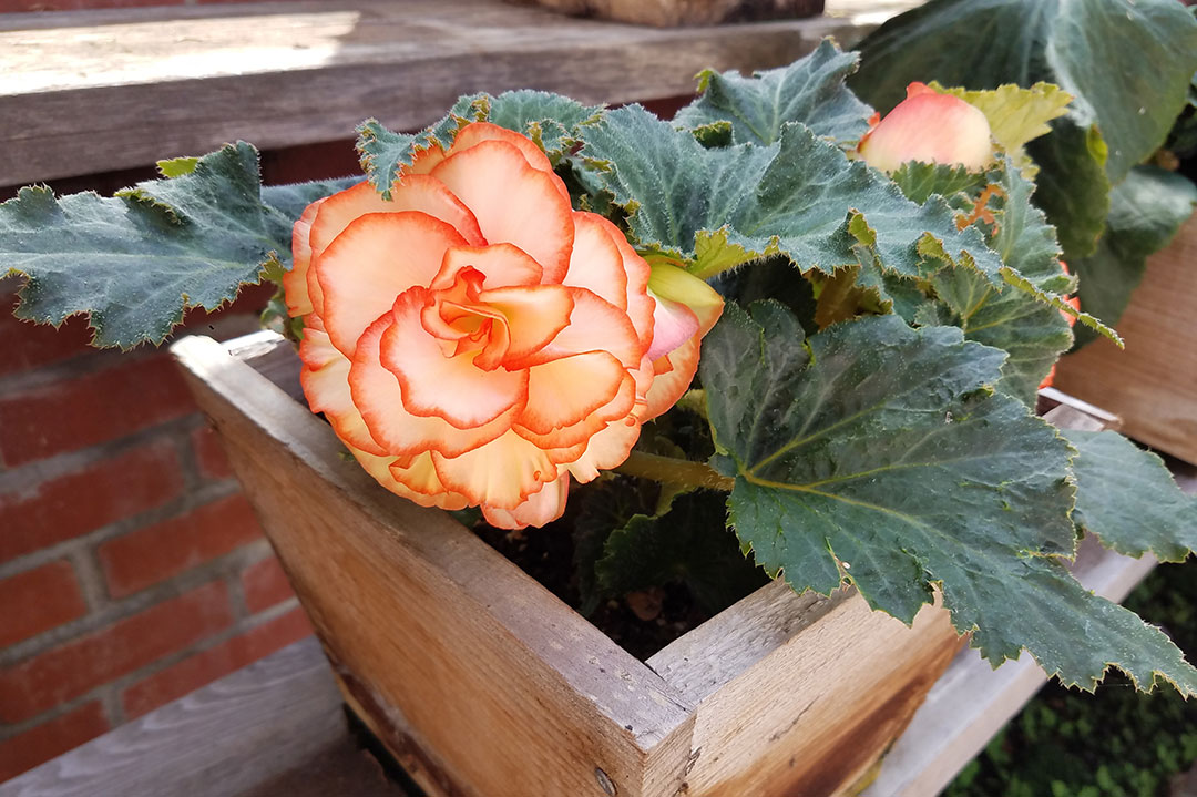 Through generous donations of time, materials and 130 new begonia tubors, the Begonia House came alive with blooms again in 2017.  While the tubors slept this winter, the Chapman House Foundation has worked with volunteers and donors to repair and update the Begonia House for 2018.  Thanks to our many volunteers and donors, the Begonia House will be even better this year with even more blooms. 